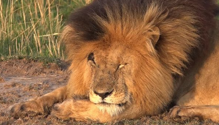 Dünyanın en ünlü aslanı 'Yaralı yüz' 14 yaşında öldü! Belgeselde bile rol almıştı