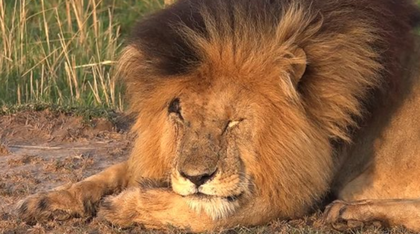 Dünyanın en ünlü aslanı 'Yaralı yüz' 14 yaşında öldü! Belgeselde bile rol almıştı