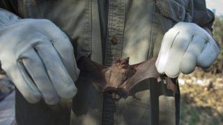 7 binden fazla yarasa incelendi! İnsanlarda hastalığa neden olabilecek onlarca virüse sahip