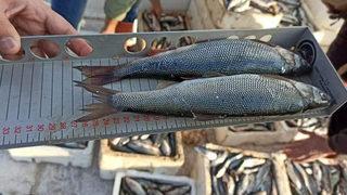 7/24 gözetim altındalar! İnci kefalinin boyu 22 santimetre oldu