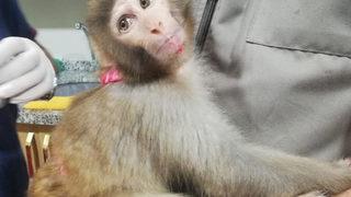 Yurt içine özel izinle giren örümcek maymunu inşaatta bulundu