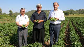 'Hayriye' biberi yüz güldürecek