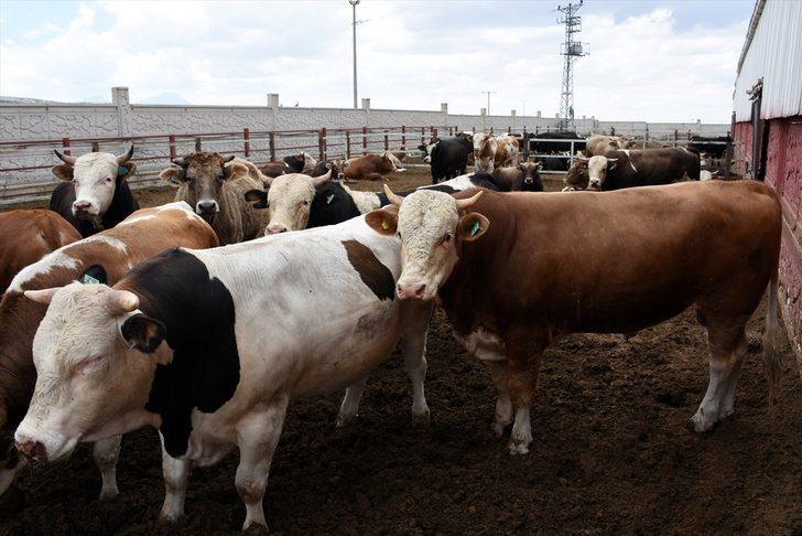 Tarım ve Orman Bakan Yardımcısı Mehmet Hadi Tunç, bayram için yeterli sayıda kurbanlık olduğunu bildirdi: G2