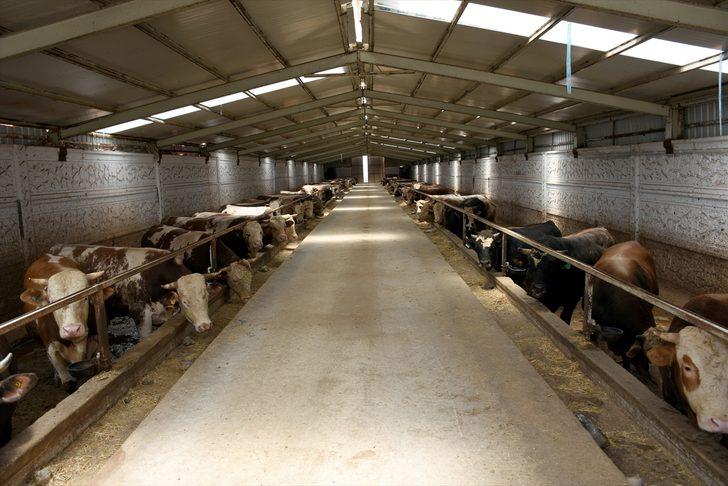 Tarım ve Orman Bakan Yardımcısı Mehmet Hadi Tunç, bayram için yeterli sayıda kurbanlık olduğunu bildirdi: G3