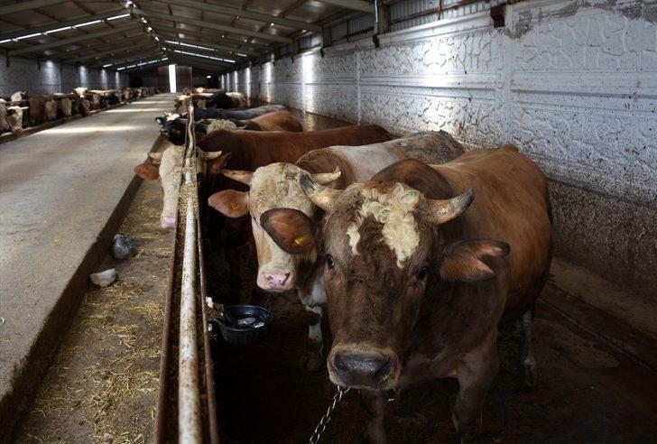 Tarım ve Orman Bakan Yardımcısı Mehmet Hadi Tunç, bayram için yeterli sayıda kurbanlık olduğunu bildirdi: G4