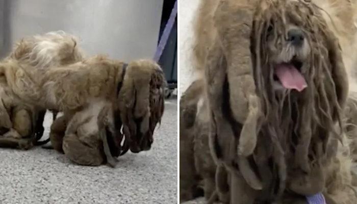 3 Kilo Hafifledi Tuylerin Altindan Bakin Ne Cikti Dunya Haberleri