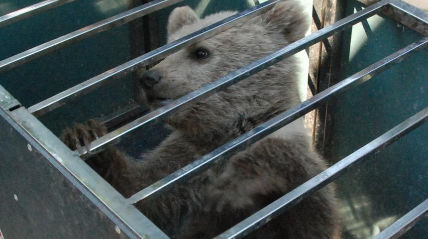 Bartın'da yavru ayı köpeklerin saldırısına uğradı