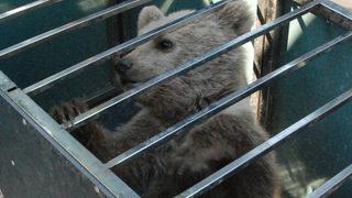 Bartın'da yavru ayı köpeklerin saldırısına uğradı