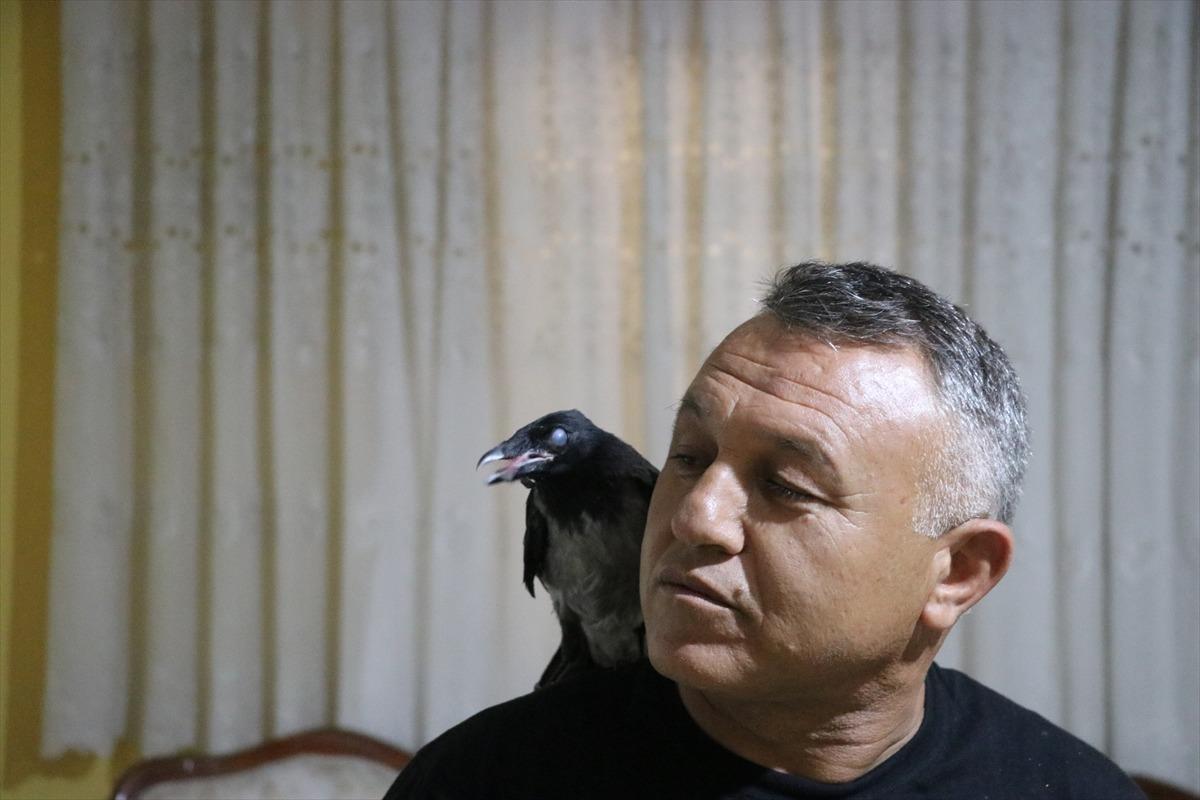 Denizlili sağlık memuru Mehmet &Ccedil;olak sokakta yaralı bulduğu kargayı evinde tedavi etti