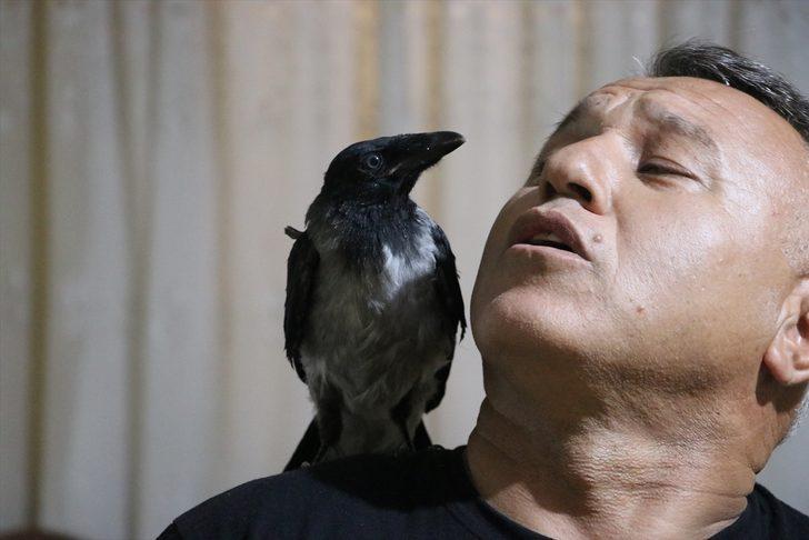 Denizlili sağlık memuru Mehmet Çolak sokakta yaralı bulduğu kargayı evinde tedavi etti G2