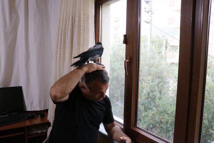 Denizlili sağlık memuru Mehmet Çolak sokakta yaralı bulduğu kargayı evinde tedavi etti G3