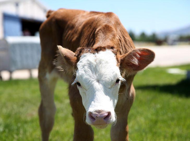 Erzurum'da "embriyo transferi" hem hayvan sayısını hem de kalitesini artıracak G1