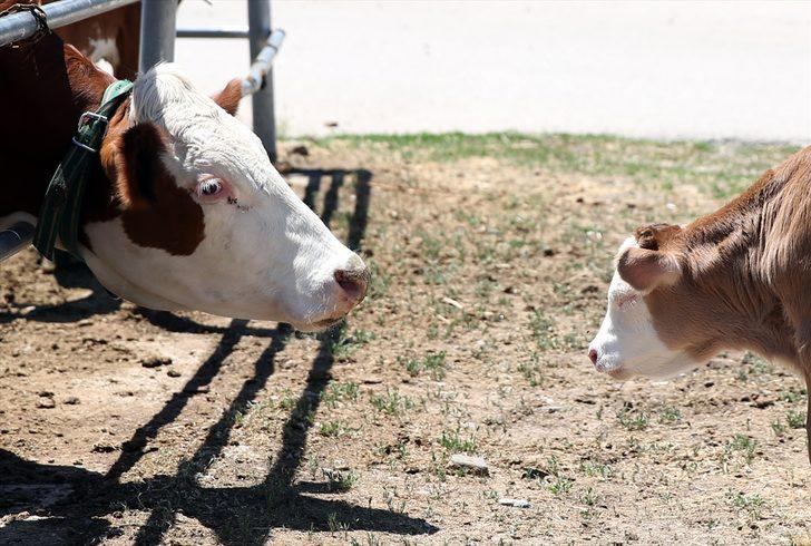 Erzurum'da "embriyo transferi" hem hayvan sayısını hem de kalitesini artıracak G2
