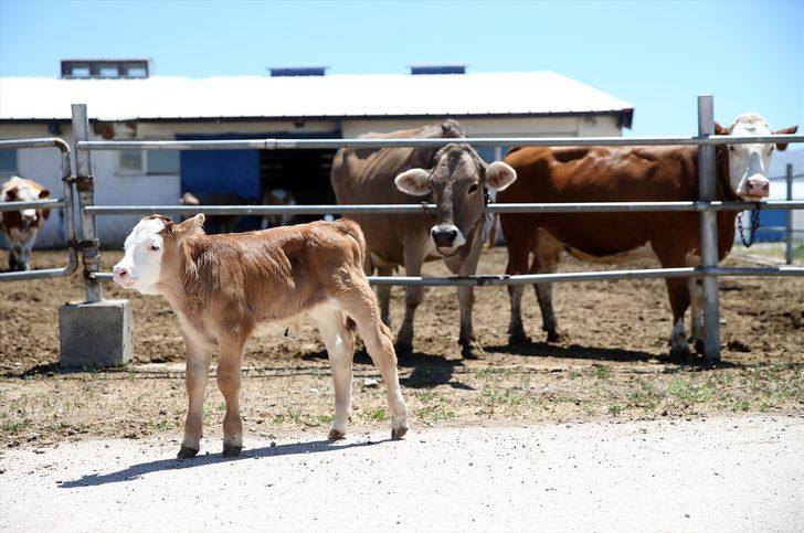 Erzurum'da "embriyo transferi" hem hayvan sayısını hem de kalitesini artıracak G3