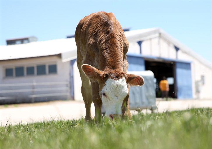 Erzurum'da "embriyo transferi" hem hayvan sayısını hem de kalitesini artıracak G4