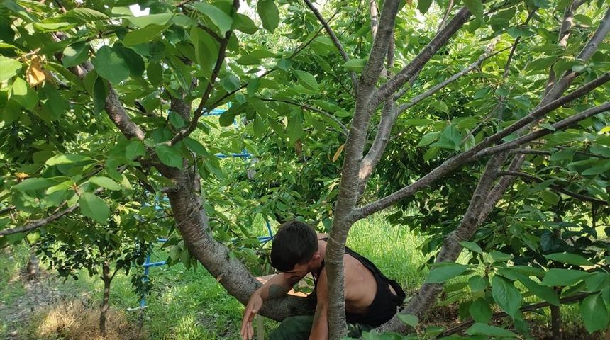 Denizli'de firari hükümlü, saklandığı kiraz bahçesinde yakalandı