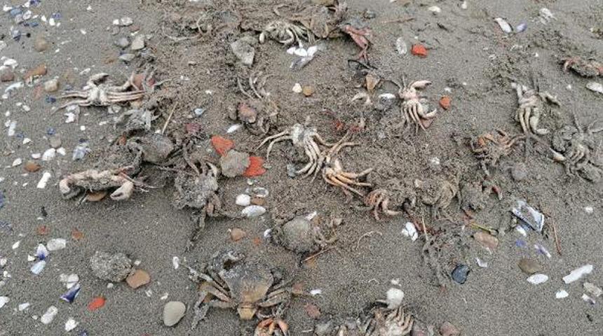 Silivri'de toplu yengeç ölümü