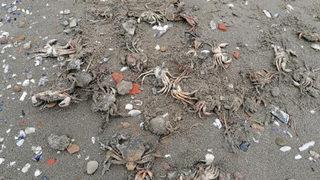 Silivri'de toplu yengeç ölümü