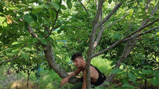 'Hızlı Gonzales' kiraz ağacında yakalandı!