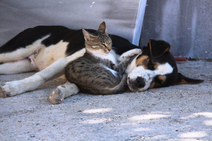 Amasya'da kedi ile köpeğin dostluğu görenlerin dikkatini çekiyor G1