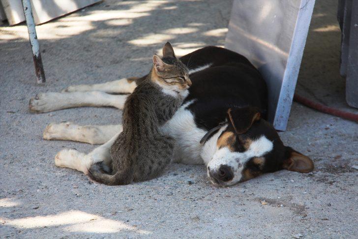 Amasya'da kedi ile köpeğin dostluğu görenlerin dikkatini çekiyor G2