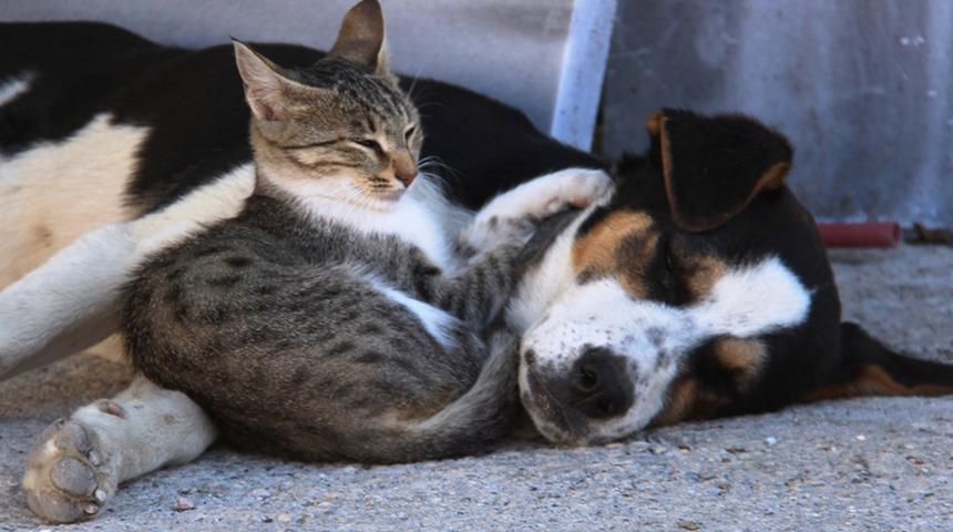Amasya'da kedi ile k&ouml;peğin dostluğu g&ouml;renlerin dikkatini &ccedil;ekiyor