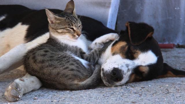 Amasya'da kedi ile köpeğin dostluğu görenlerin dikkatini çekiyor