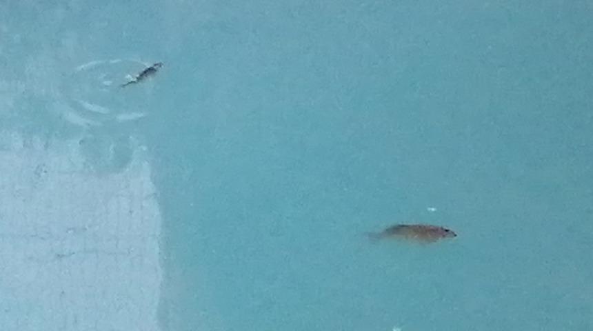 Antalya'da suyun rengini gören telefona sarıldı! 