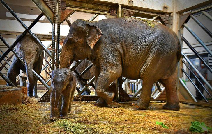 İzmir Doğal Yaşam Parkı'nda yavru fil sevinci G3
