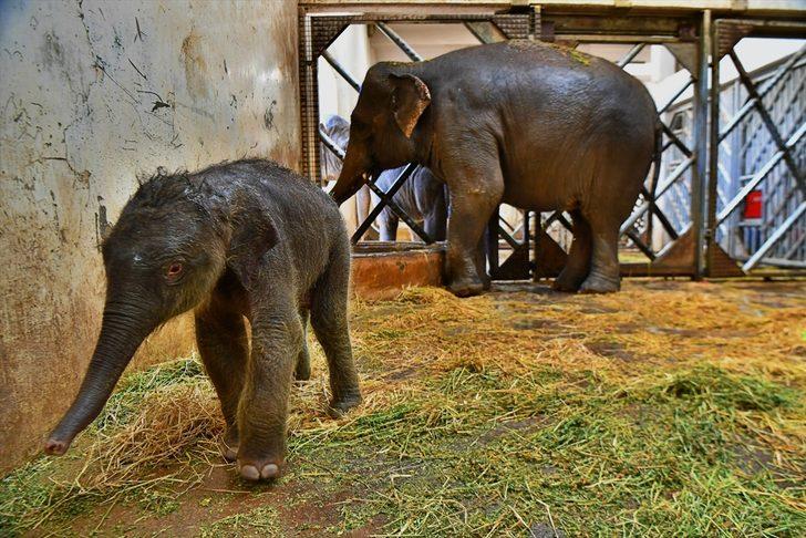 İzmir Doğal Yaşam Parkı'nda yavru fil sevinci G4