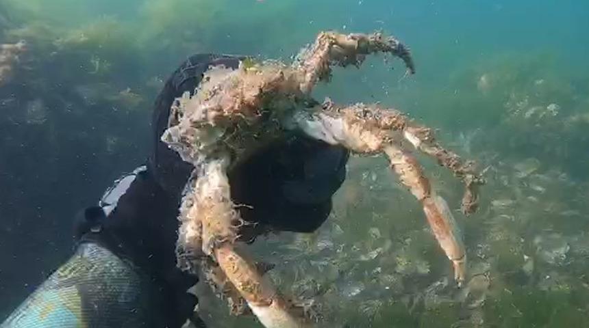 Müsilajın deniz altındaki tahribatı böyle görüntülendi