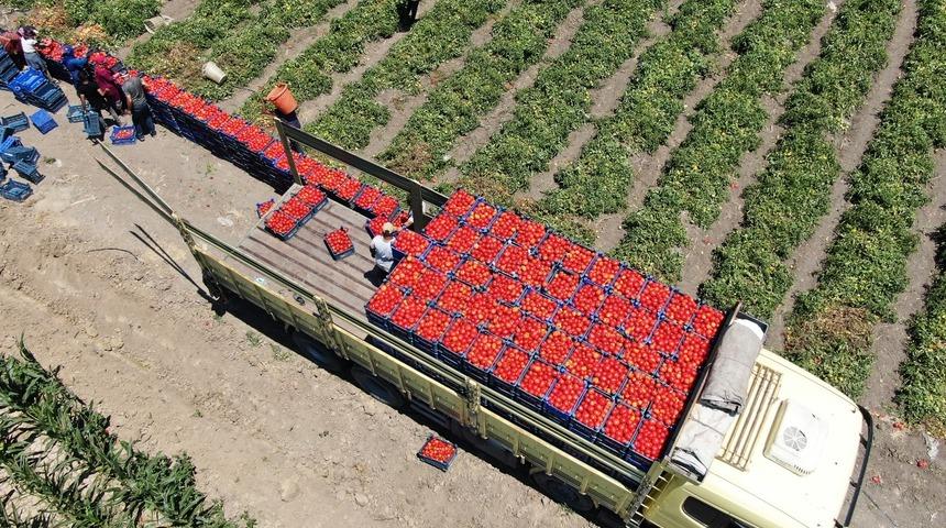 Domates verim ve fiyatıyla yüz güldürüyor