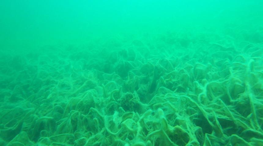 Deniz salyasının bir tehlikesi daha ortaya çıktı! Yok oluyorlar