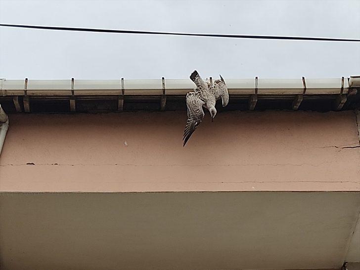 Kocaeli'de ayağı çatıya sıkışan martıyı itfaiye ekipleri kurtardı G2