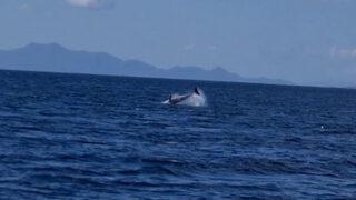Yunuslar Bodrum’u mesken tuttu! Müsilaj sebebiyle gelmiş olabilirler