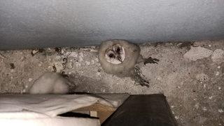 15 gün boyunca gelen sesler endişe yarattı, gerçek çatıya çıkınca anlaşıldı