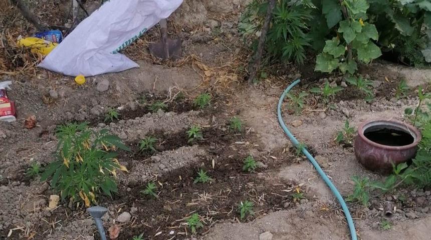 Manisa'da 85 yaşındaki kadın kenevir yetiştirirken yakalandı