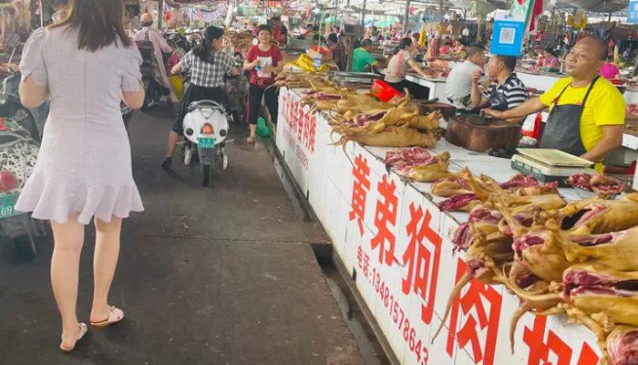Çinliler kimseyi dinlemiyor! 60'tan fazla köpeği yemek için kamyona doldurdular