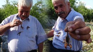Görenler şaşkına dönüyor! Akreplerle oyun oynayıp üzerinde gezdiriyor