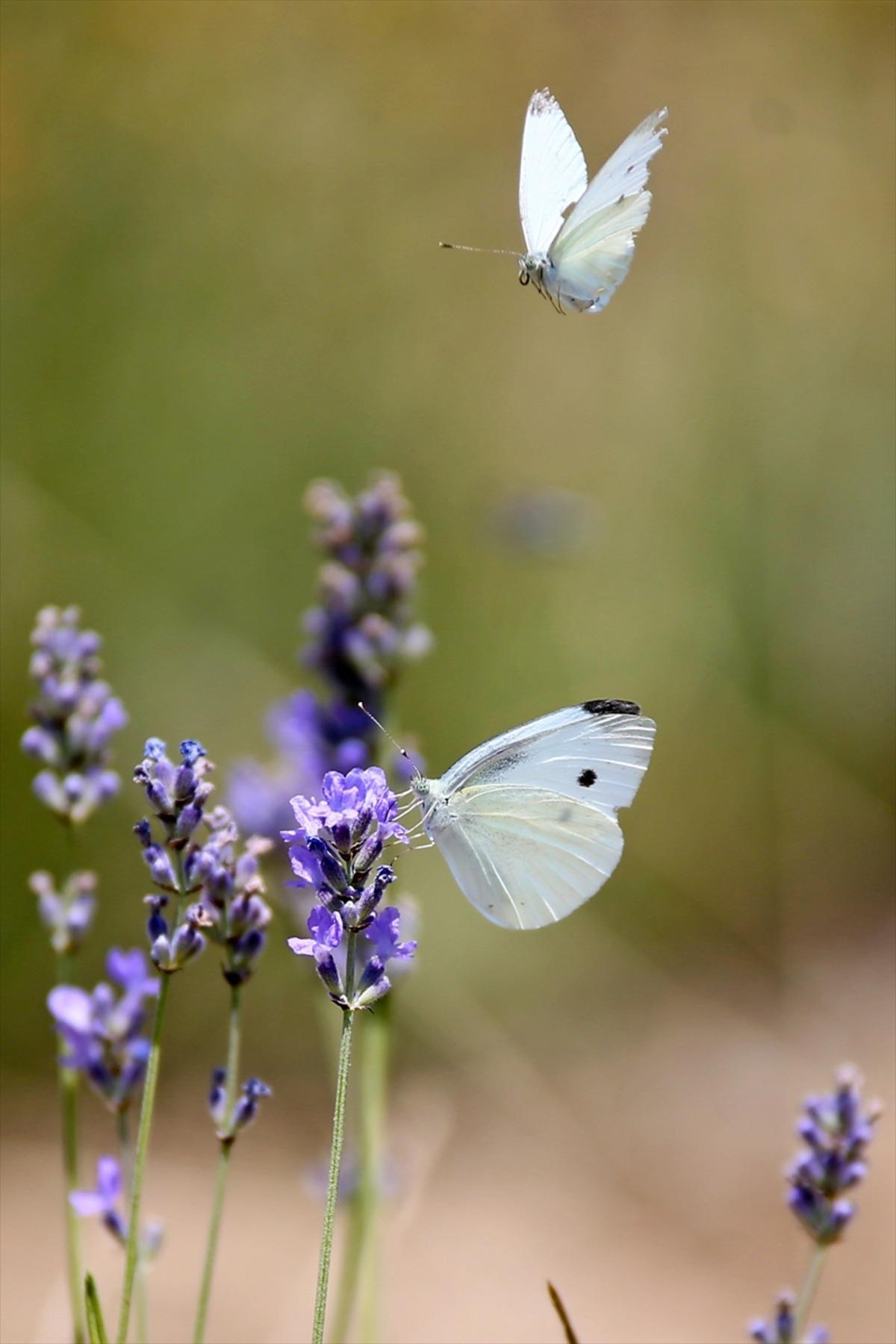 &Ccedil;ukurova'da tıbbi ve aromatik bitki ekim alanı genişliyor