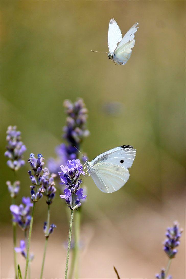 Çukurova'da tıbbi ve aromatik bitki ekim alanı genişliyor G1