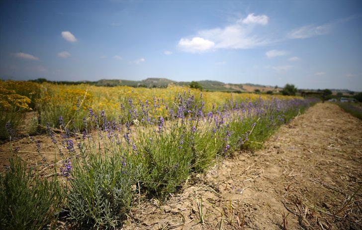 Çukurova'da tıbbi ve aromatik bitki ekim alanı genişliyor G2