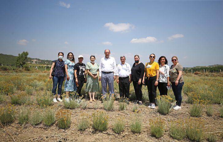 Çukurova'da tıbbi ve aromatik bitki ekim alanı genişliyor G3