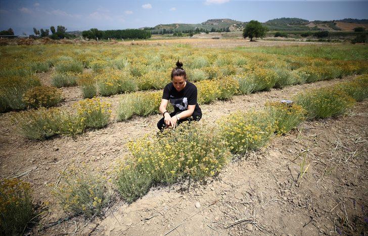 Çukurova'da tıbbi ve aromatik bitki ekim alanı genişliyor G4