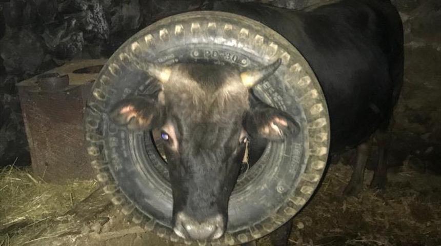 Trabzon'da kafası kamyonet lastiğine sıkışan ineği itfaiye ekipleri kurtardı