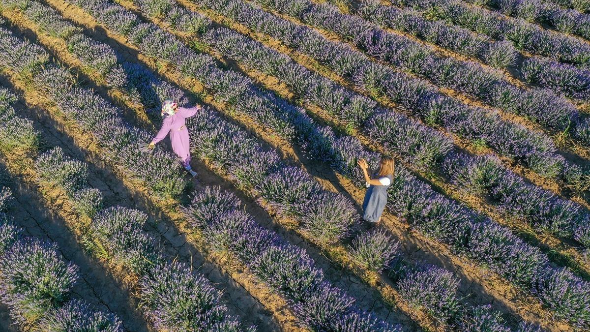 Diyarbakır'da &ccedil;ift&ccedil;ilere alternatif &uuml;r&uuml;n olarak oluşturulan lavanta bah&ccedil;eleri g&ouml;rseliyle dikkati &ccedil;ekiyor