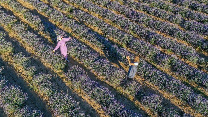 Diyarbakır'da çiftçilere alternatif ürün olarak oluşturulan lavanta bahçeleri görseliyle dikkati çekiyor G1