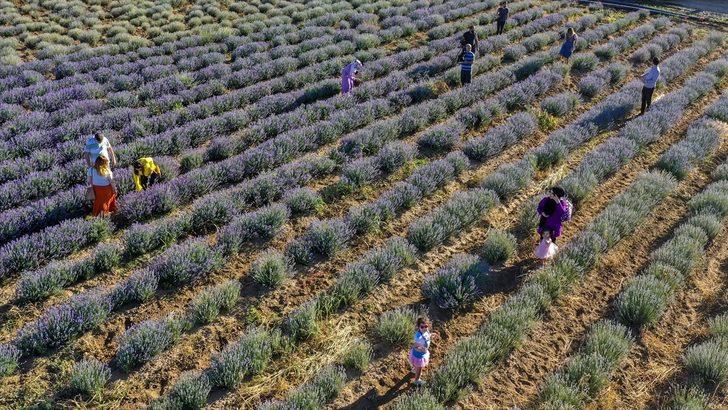 Diyarbakır'da çiftçilere alternatif ürün olarak oluşturulan lavanta bahçeleri görseliyle dikkati çekiyor G2