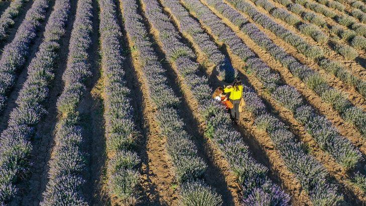 Diyarbakır'da çiftçilere alternatif ürün olarak oluşturulan lavanta bahçeleri görseliyle dikkati çekiyor G3