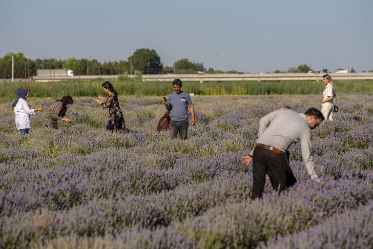 Diyarbakır'da çiftçilere alternatif ürün olarak oluşturulan lavanta bahçeleri görseliyle dikkati çekiyor G5